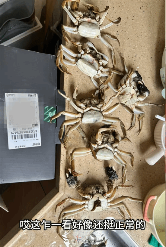 顾客AI合成死螃蟹要求退款:被拘8日 195元全额追回