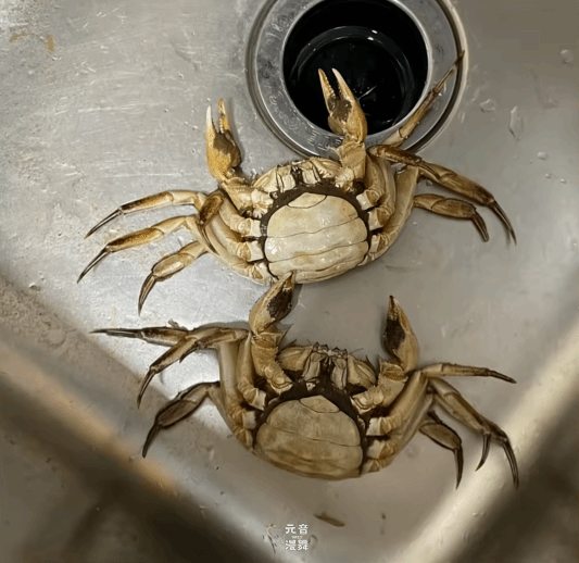 顾客AI合成死螃蟹要求退款:被拘8日 195元全额追回 顾客AI合成死螃蟹要求退款:被拘8日 195元全额追回