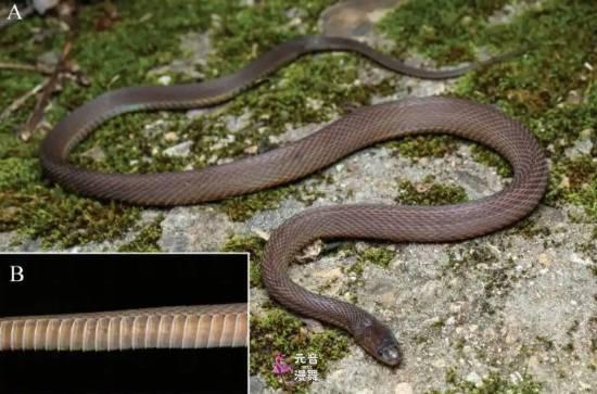 17岁男生发现新物种“筷子蛇” 研究成果登SCI期刊