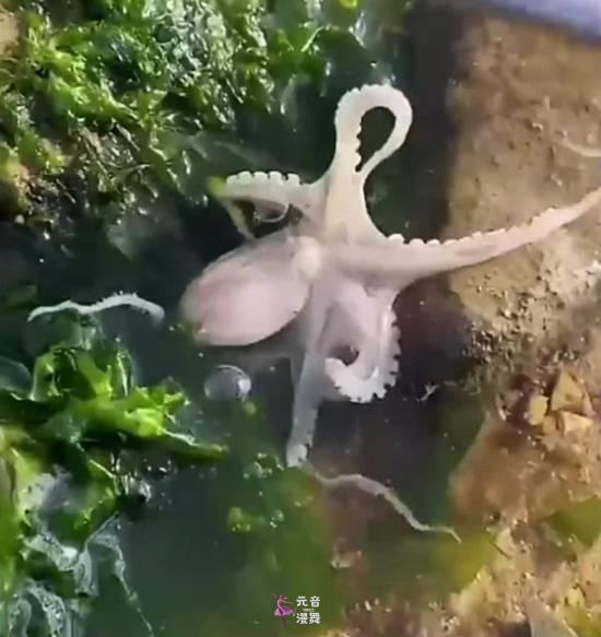 八爪鱼钻车内失踪3天车主崩溃 差点把维修人员熏吐